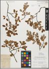 Foto von Salix myrsinifolia Salisb.
